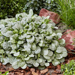 Ajuga tenorii Princess Elsa PP35,358 Bugleweed Princess Elsa