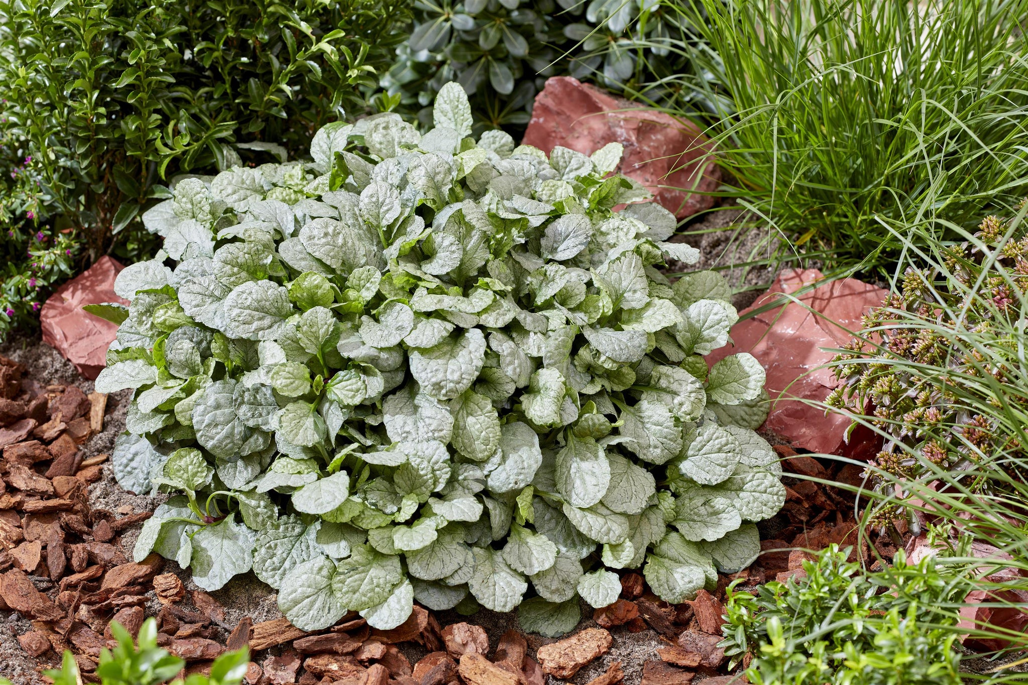Ajuga tenorii Princess Elsa PP35,358 Princess Elsa Bugleweed
