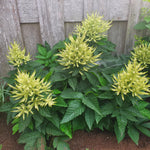 Aruncus x Sparkles Sparkles Goat's Beard