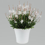 Gaura lindheimeri Steffi White Gaura Steffi White