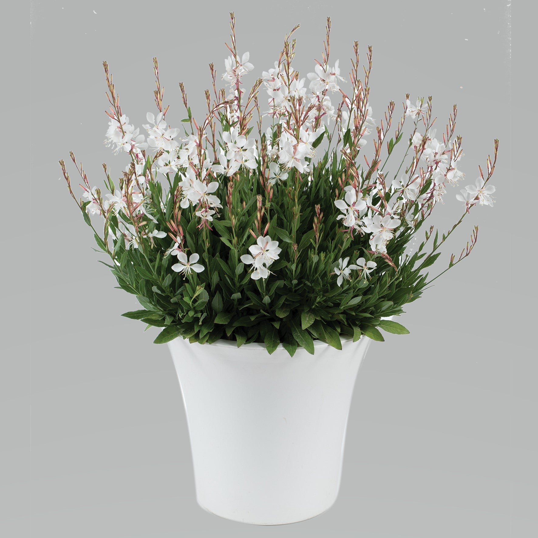 Gaura lindheimeri Steffi White Gaura Steffi White