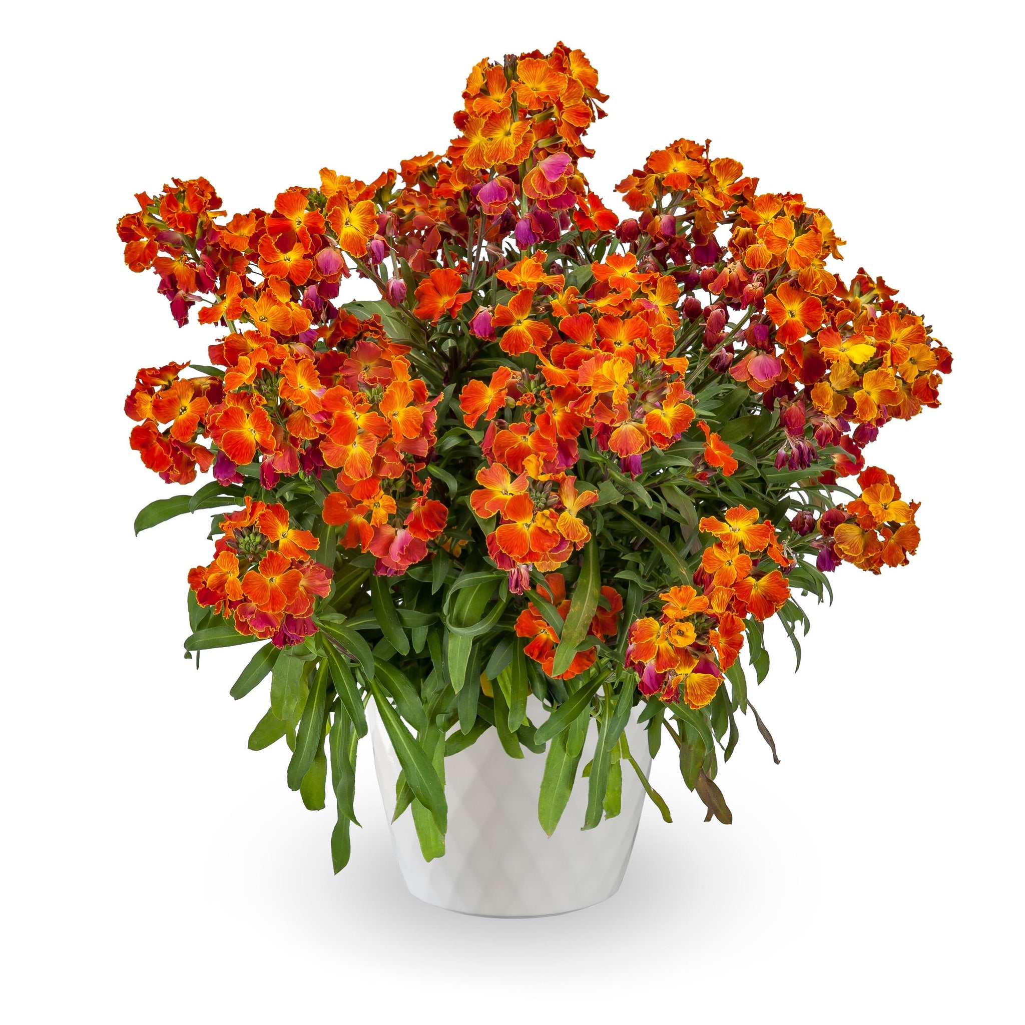 Erysimum linifolium Erysistible Fire Wall Flower Erysistible Fire