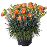 Dianthus x Kleda28787 Orange Sparkler Orange Sparkler Dianthus