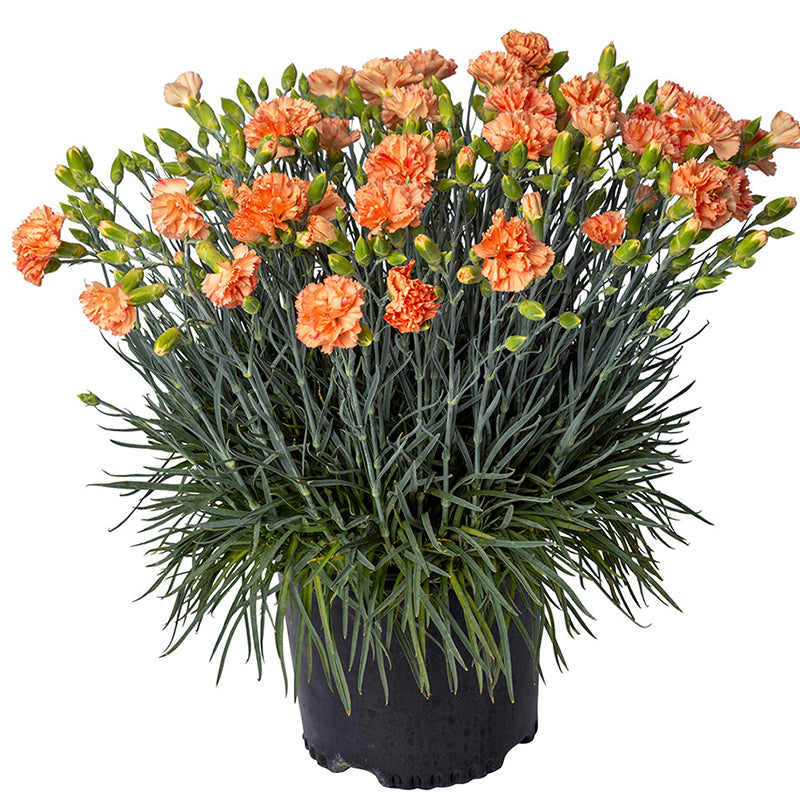 Dianthus x Kleda28787 Orange Sparkler Orange Sparkler Dianthus