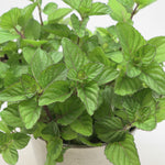 Mentha piperita Orange Peppermint Orange