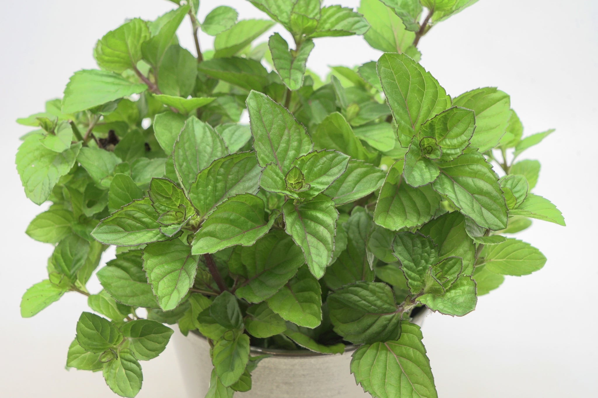 Mentha piperita Orange Peppermint Orange