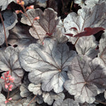 Heuchera x Silverberry (Indian Summer) Coral Bells