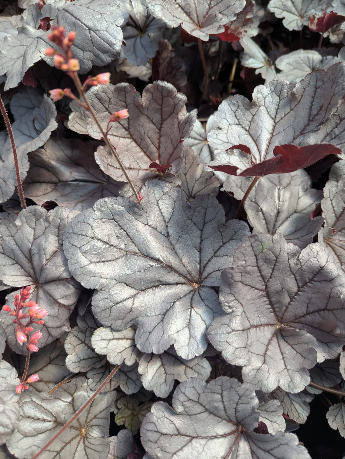 Heuchera x Silverberry (Indian Summer) Coral Bells