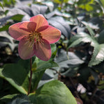 Helleborus x Ice n' Roses Rosado Rosado Lenten Rose