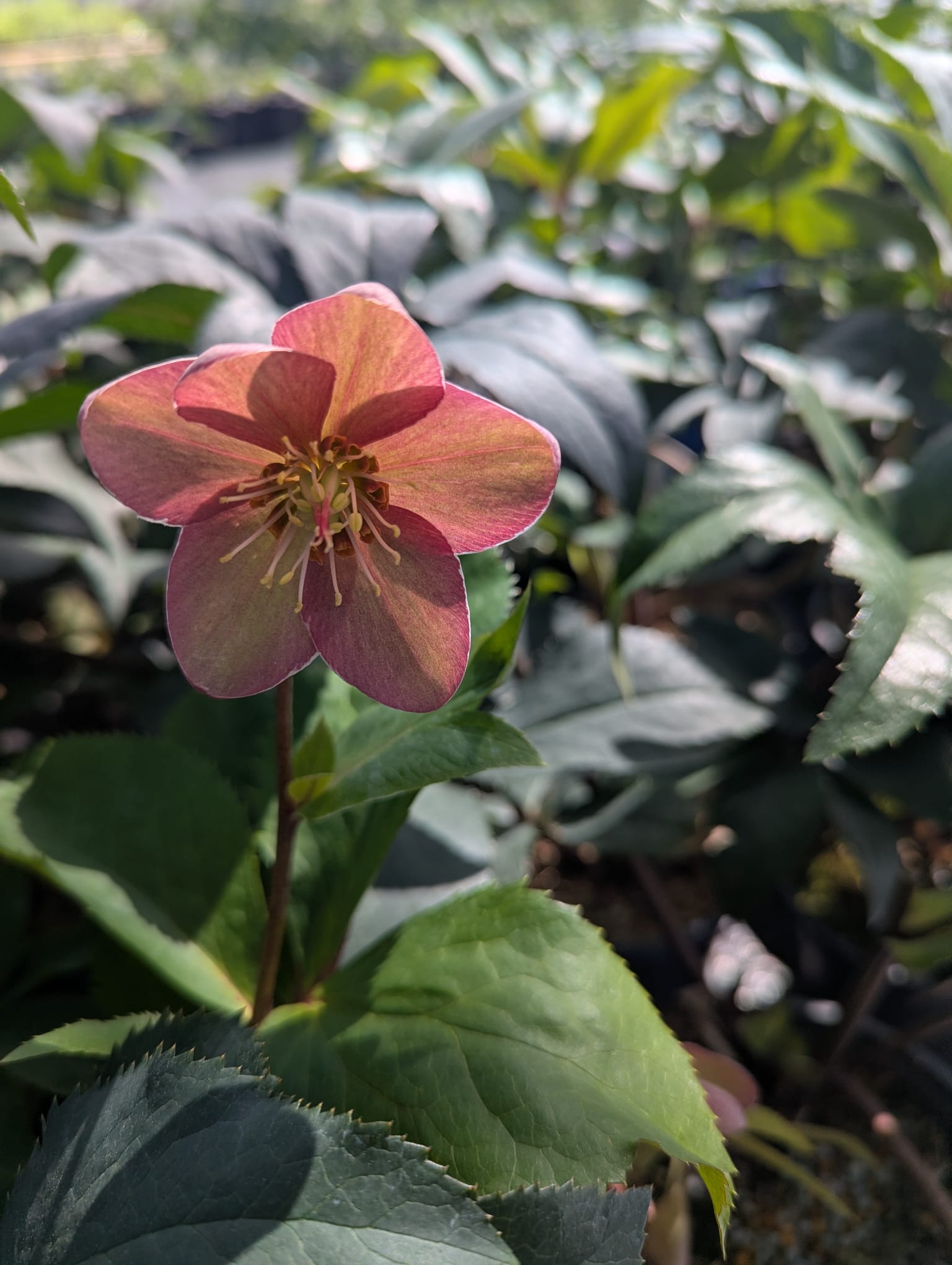 Helleborus x Ice n' Roses Rosado Rosado Lenten Rose