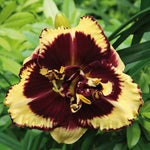 Hemerocallis Tiger Blood Tiger Blood Daylily