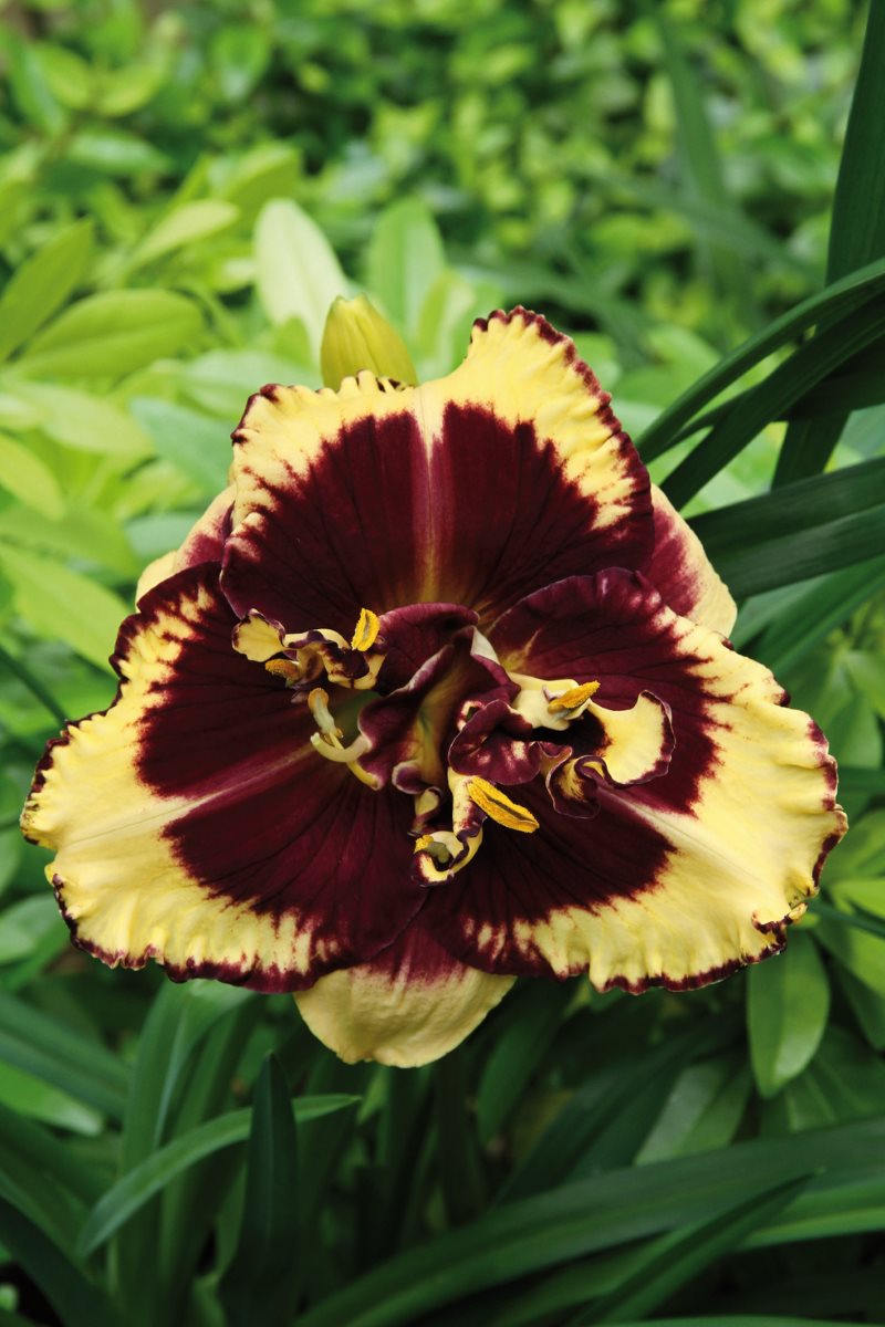 Hemerocallis Tiger Blood Tiger Blood Daylily