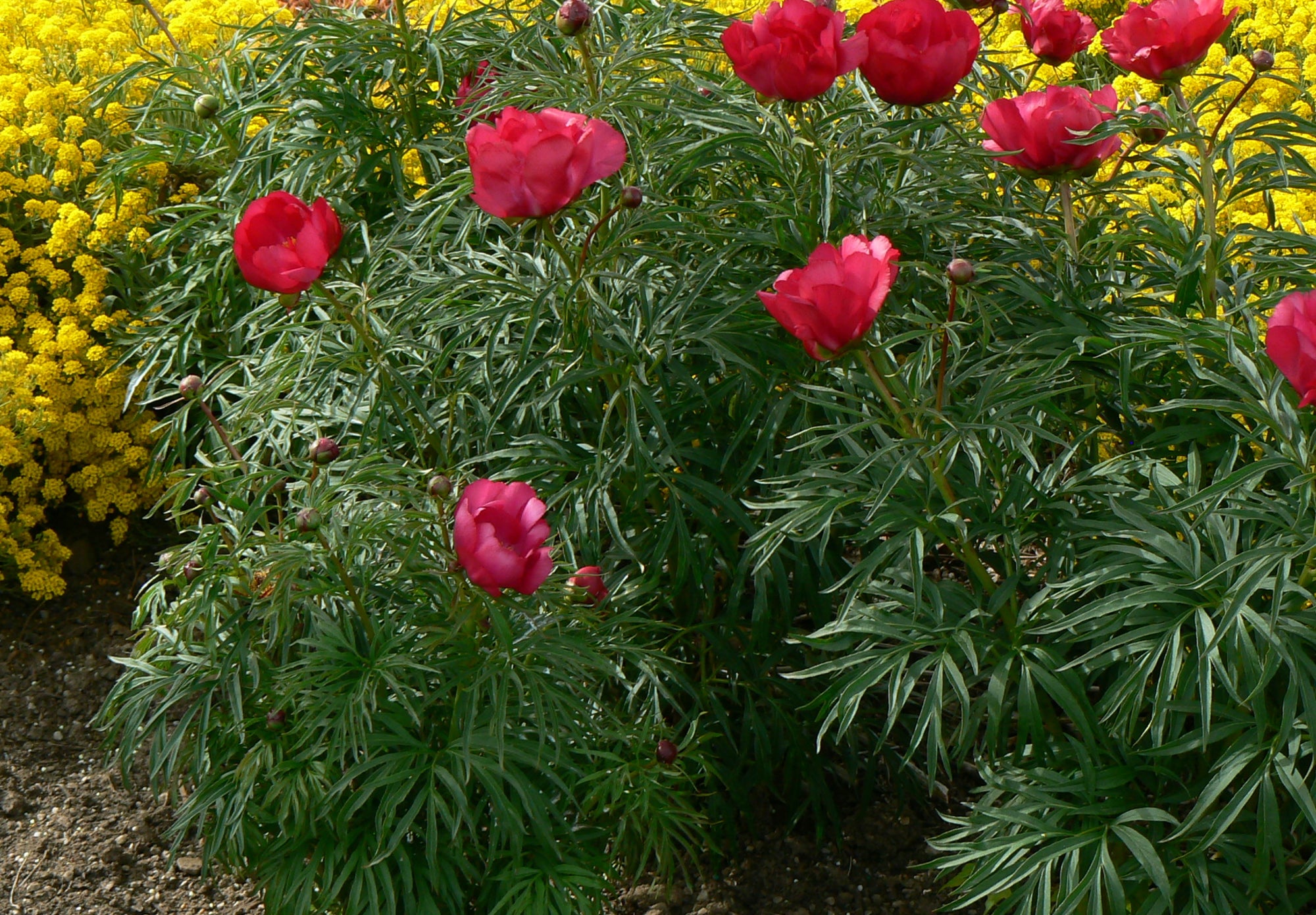 Paeonia tenuifolia Fernleaf Peony