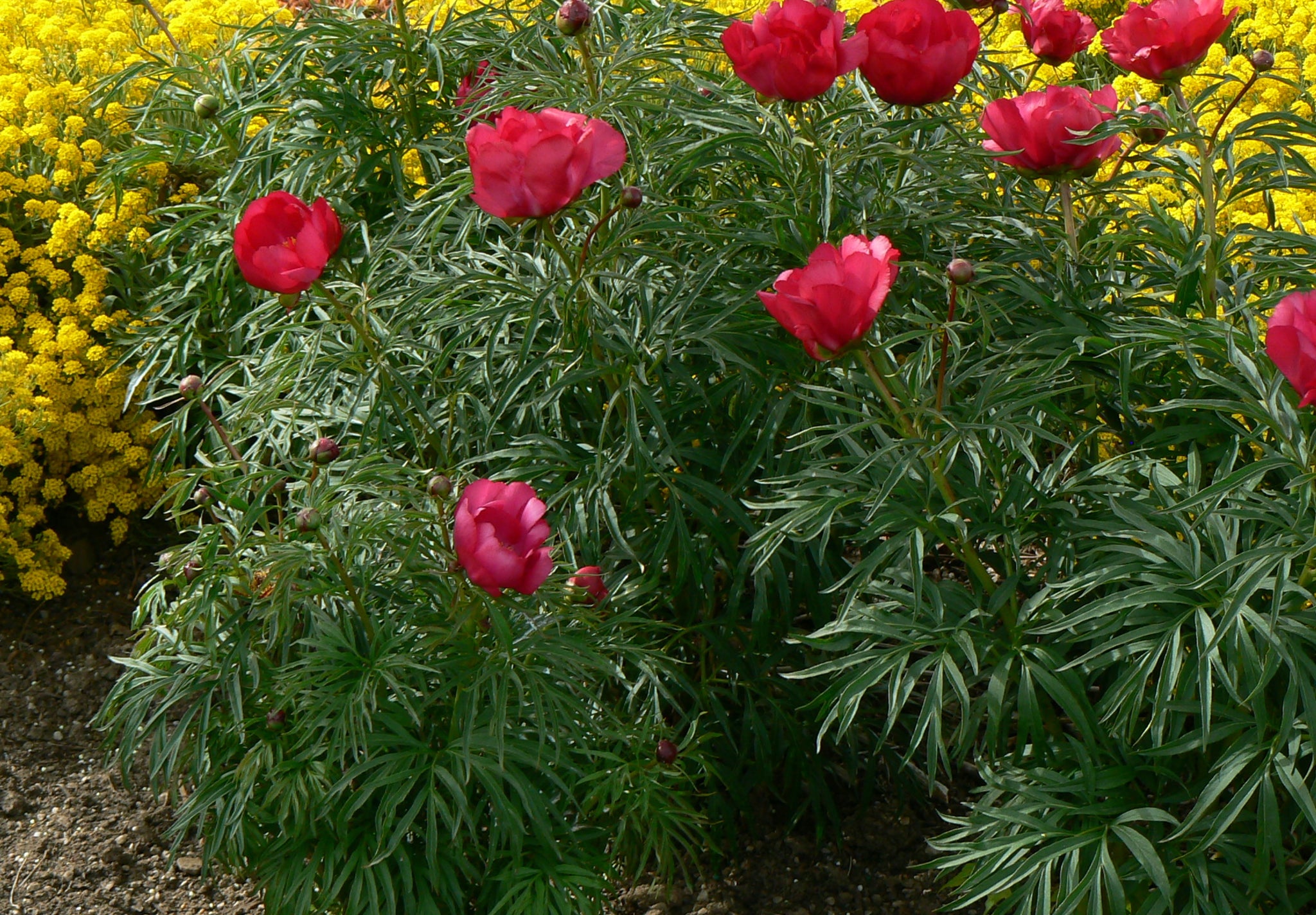 Paeonia tenuifolia Fernleaf Peony