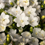 Campanula interspecific Cariboo White Cariboo White Bellflower