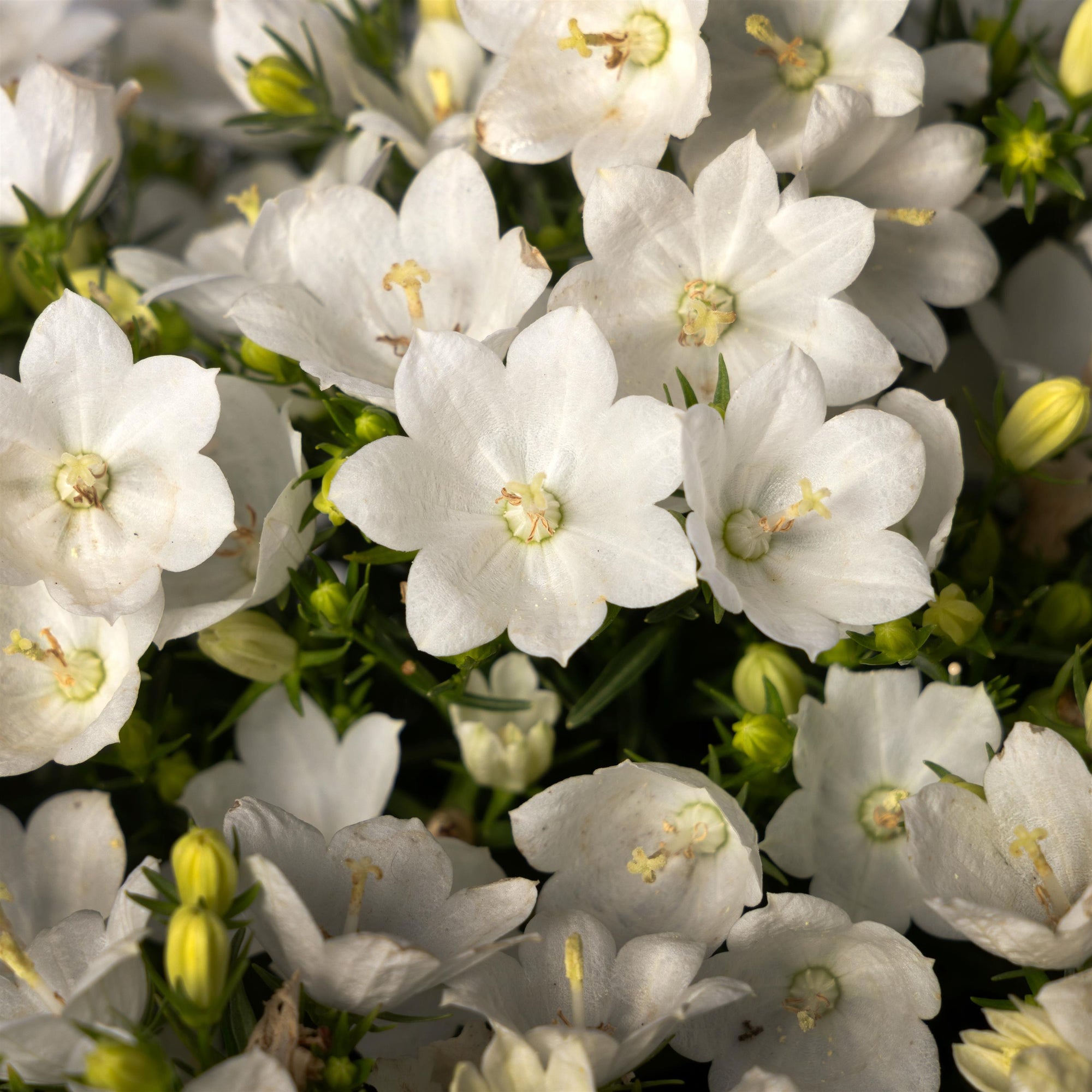 Campanula interspecific Cariboo White Cariboo White Bellflower