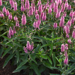 Veronica longifolia Skyward Pink Skyward Pink Speedwell