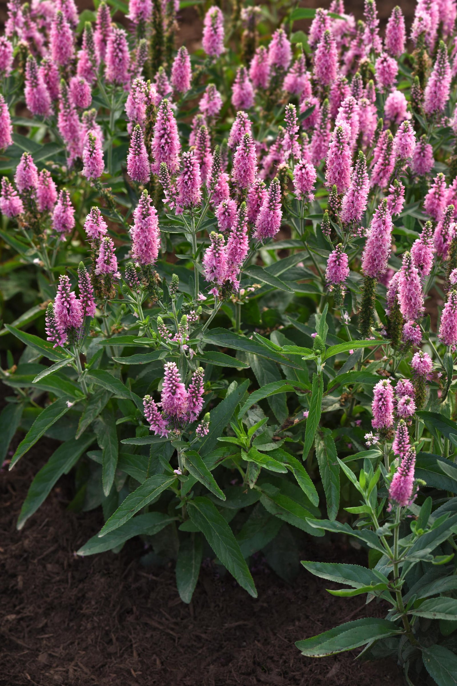 Veronica longifolia Skyward Pink Skyward Pink Speedwell