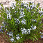 Amsonia tabernaemontana Eastern Bluestar