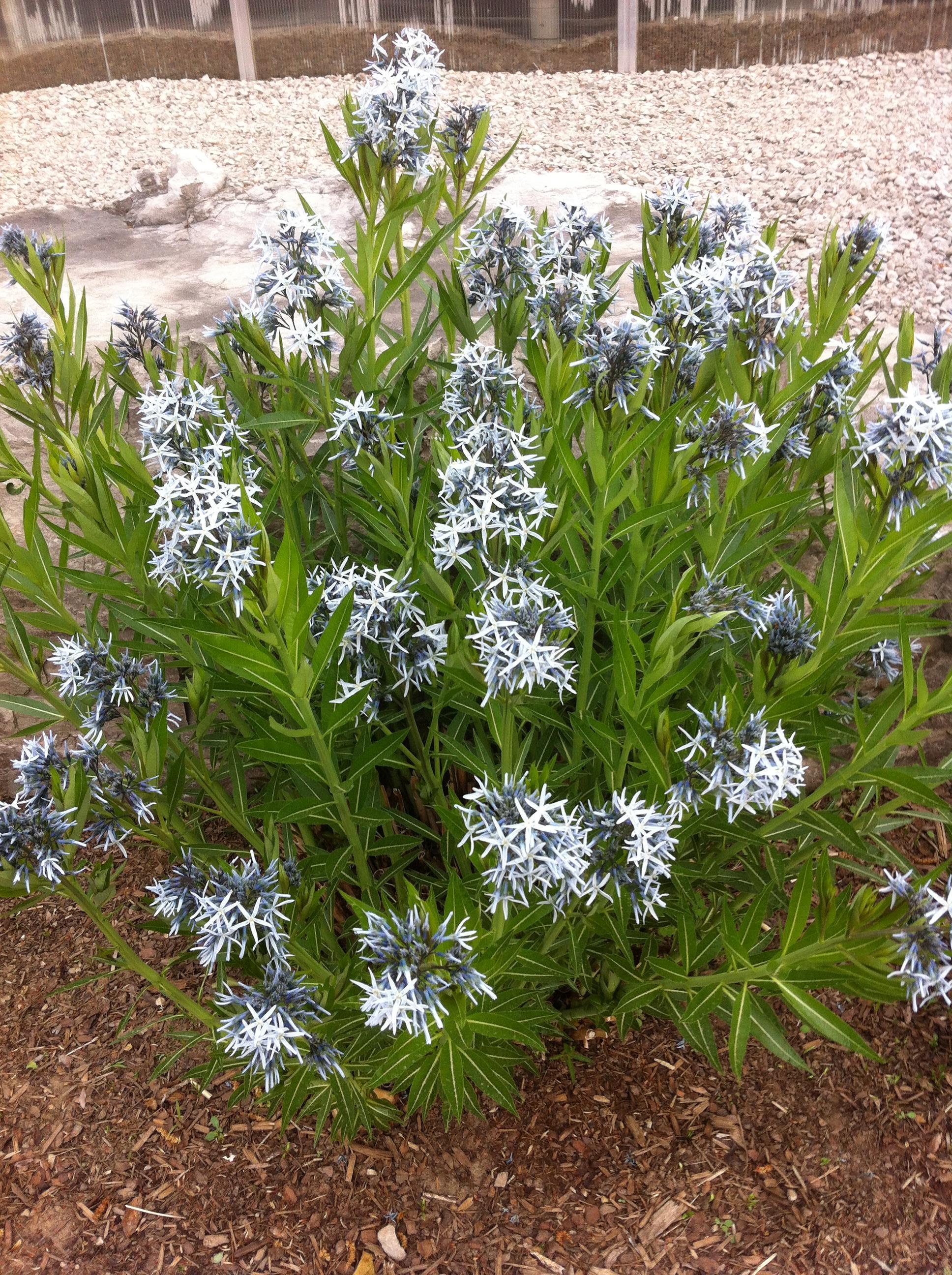 Amsonia tabernaemontana Eastern Bluestar