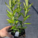 Gentiana andrewsii Bottle Gentian