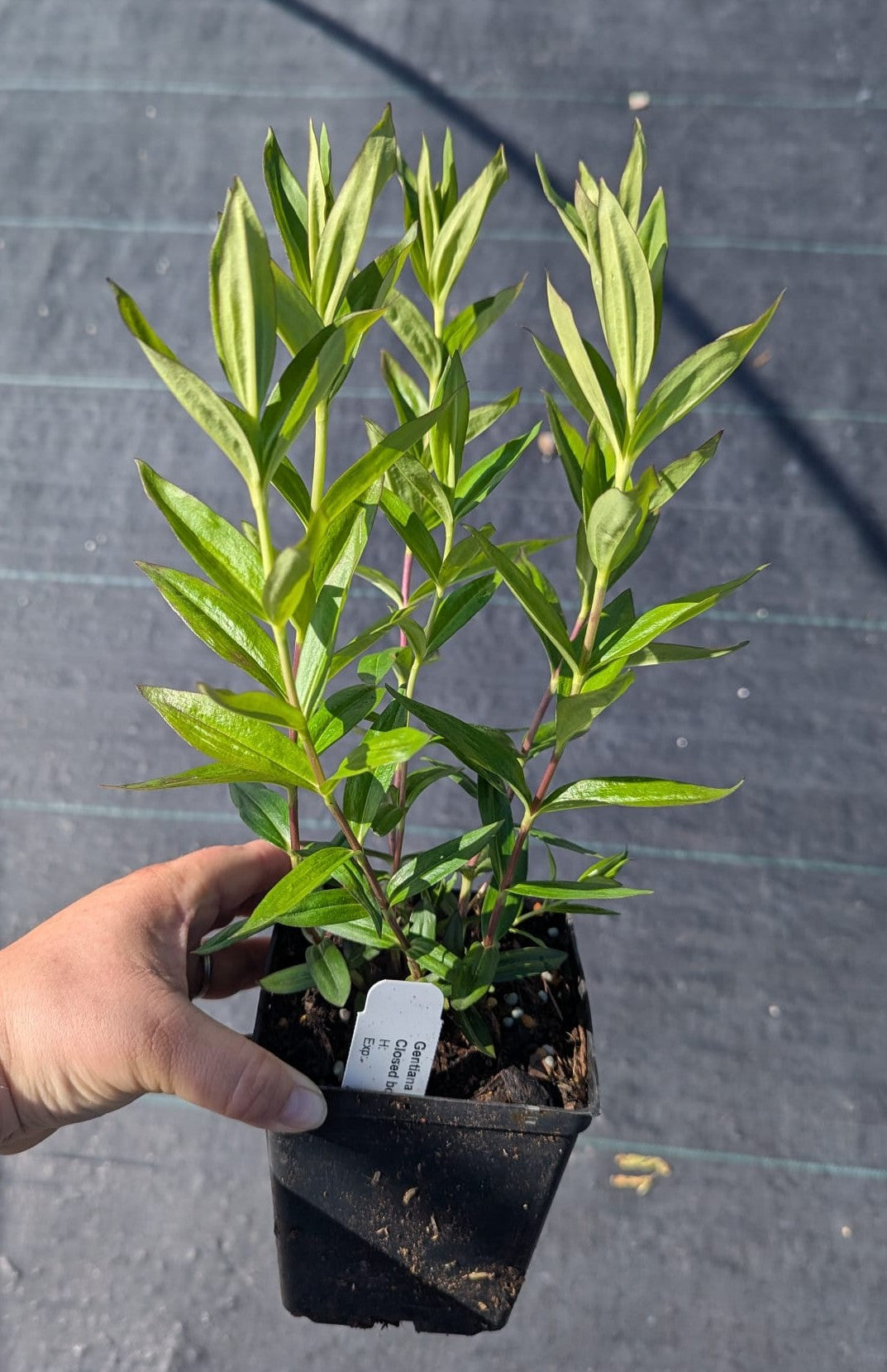 Gentiana andrewsii Bottle Gentian