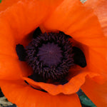 Papaver orientale Allegro Oriental Poppy