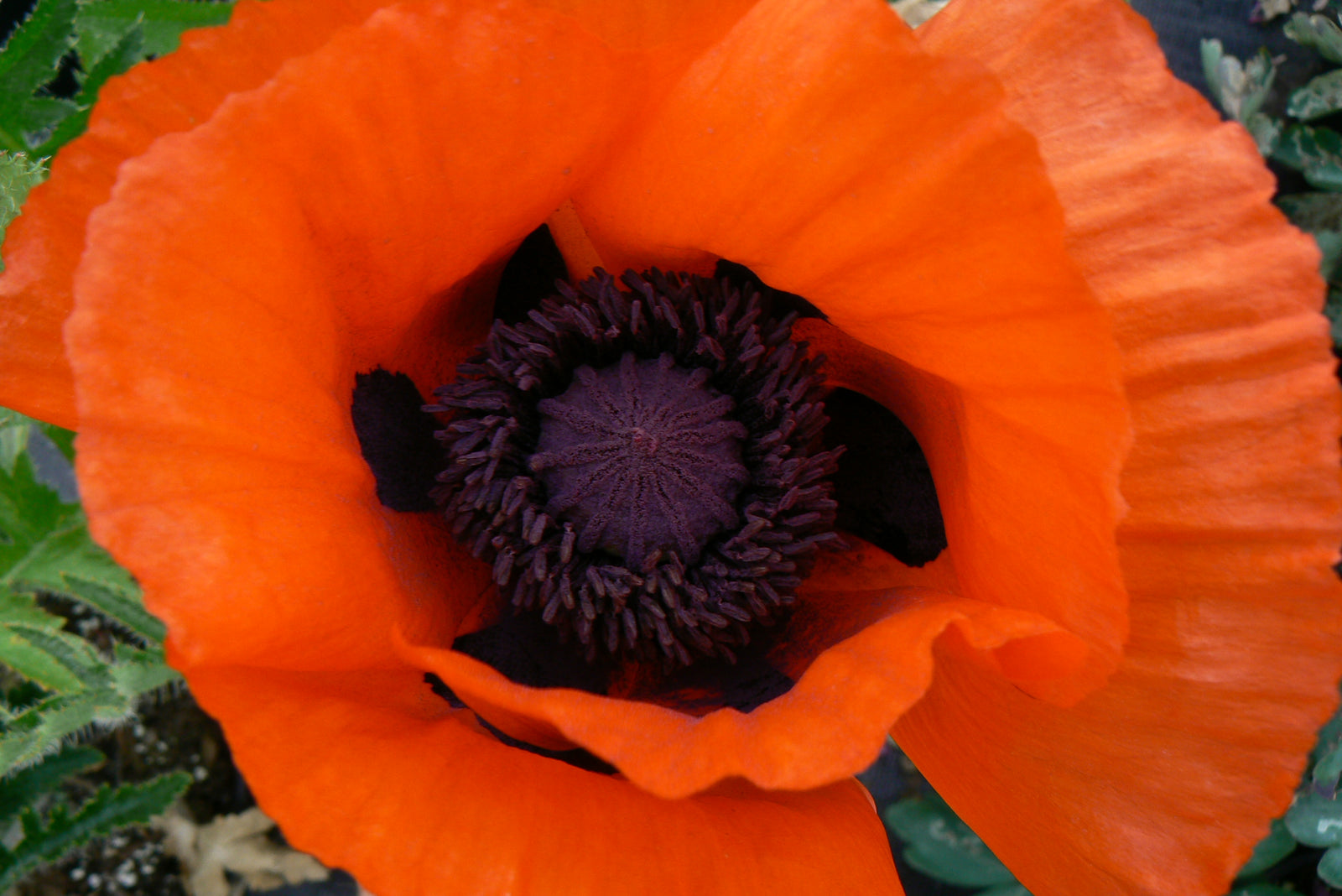 Papaver orientale Allegro Oriental Poppy