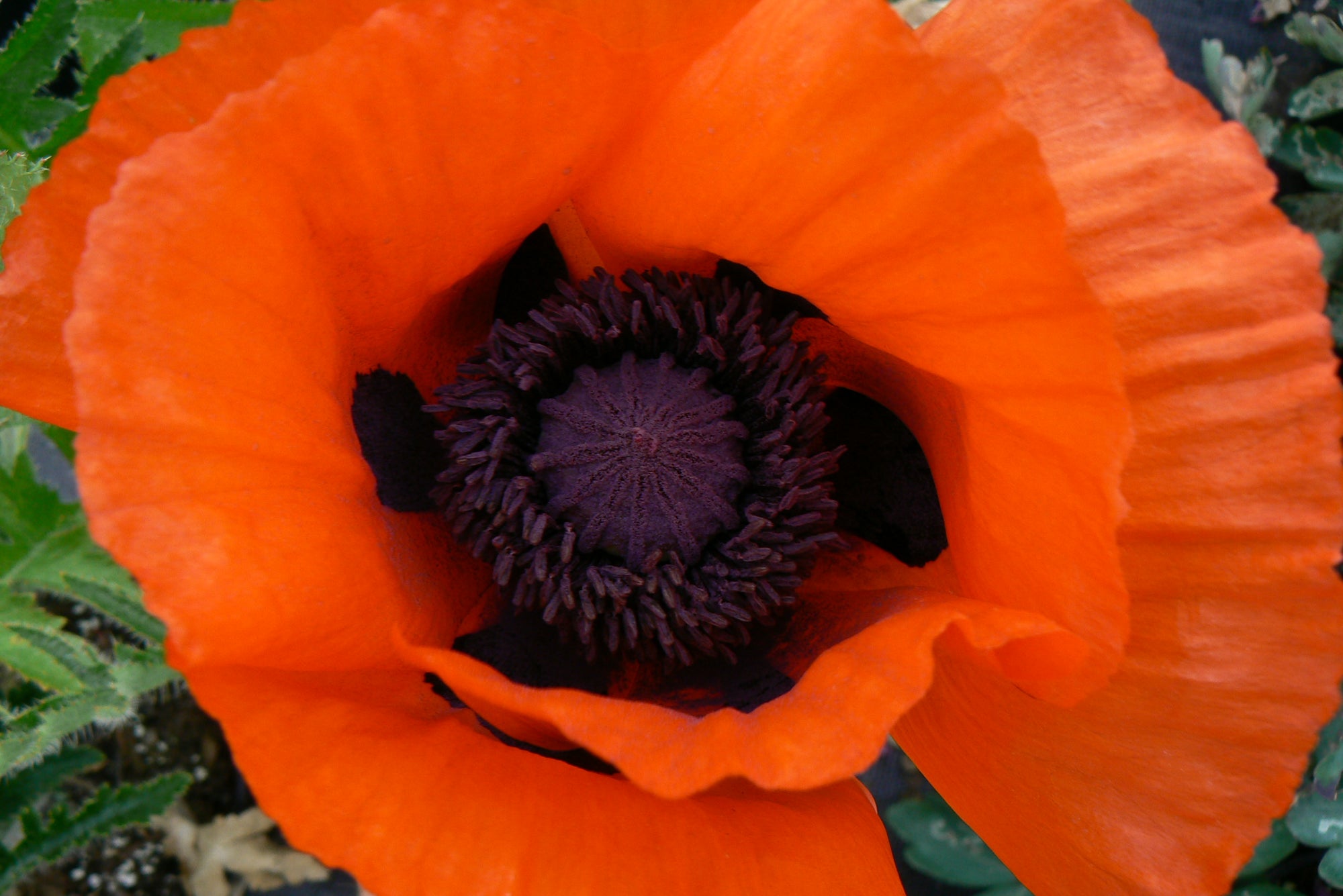 Papaver orientale Allegro Oriental Poppy