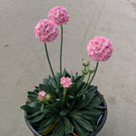 Armeria pseudarmeria Dreameria Daydream PP29,381 Dreameria Daydream Thrift