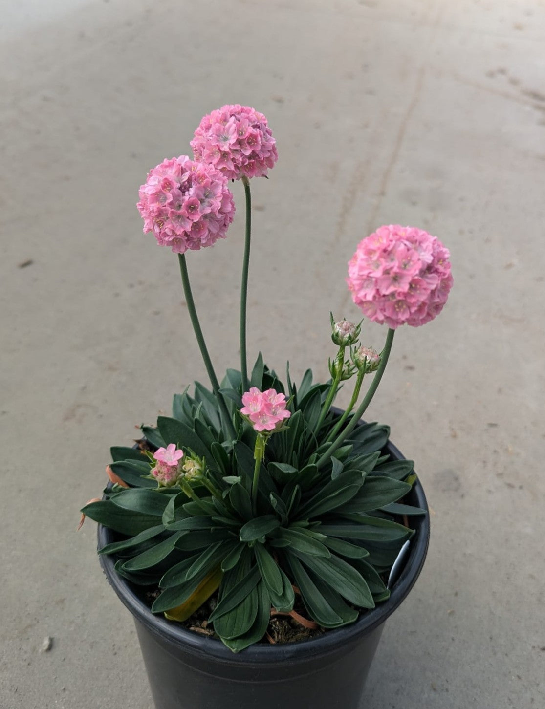 Armeria pseudarmeria Dreameria Daydream PP29,381 Dreameria Daydream Thrift