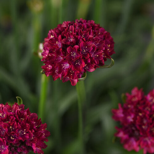 Armeria pseudarmeria Dreameria Hypnotic Dreams PP36,461 Dreameria Hypnotic Dreams Thrift