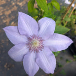 Clematis x Bernadine Evipo061 Bernadine Clematis