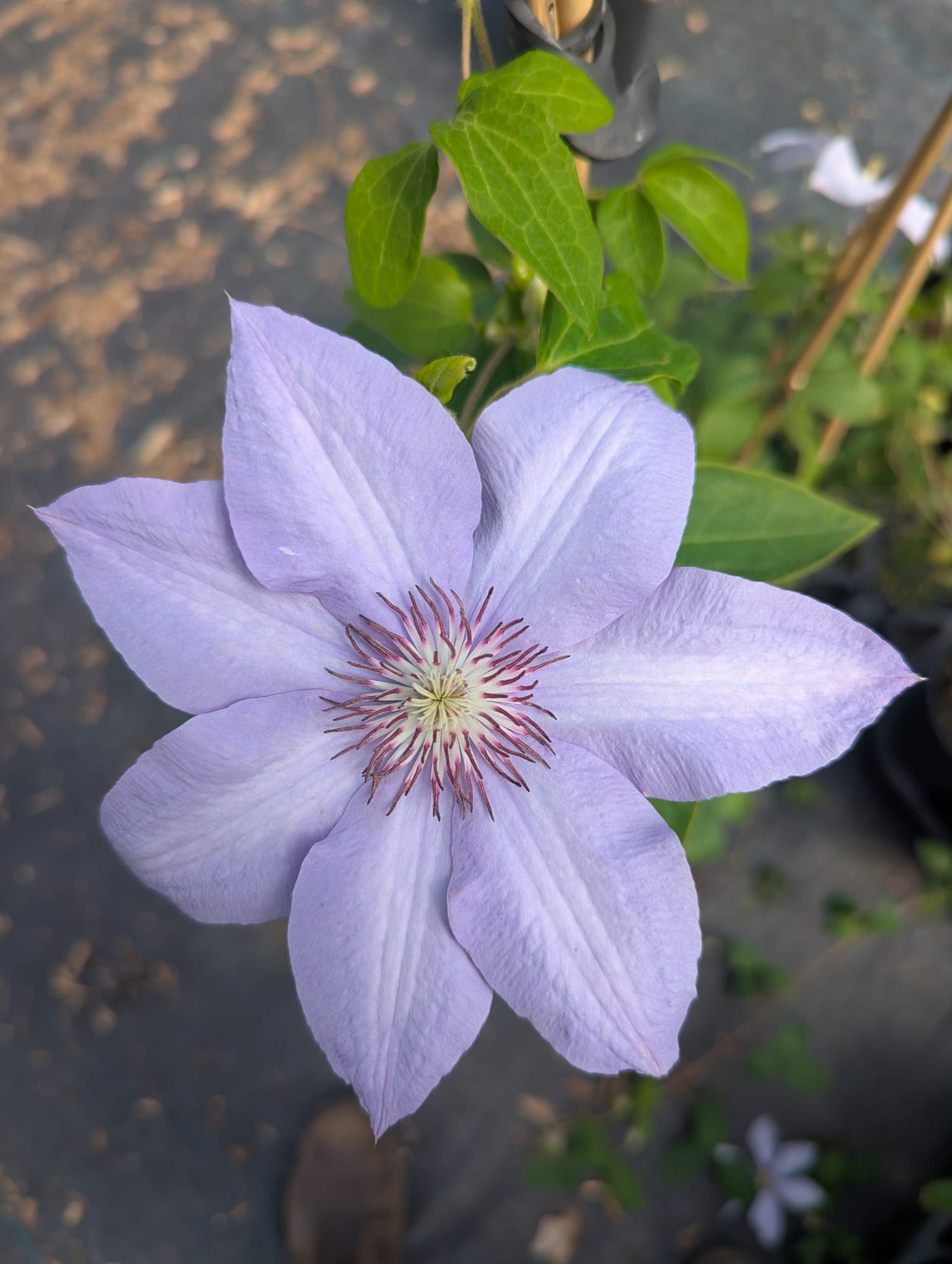 Clematis x Bernadine Evipo061 Bernadine Clematis