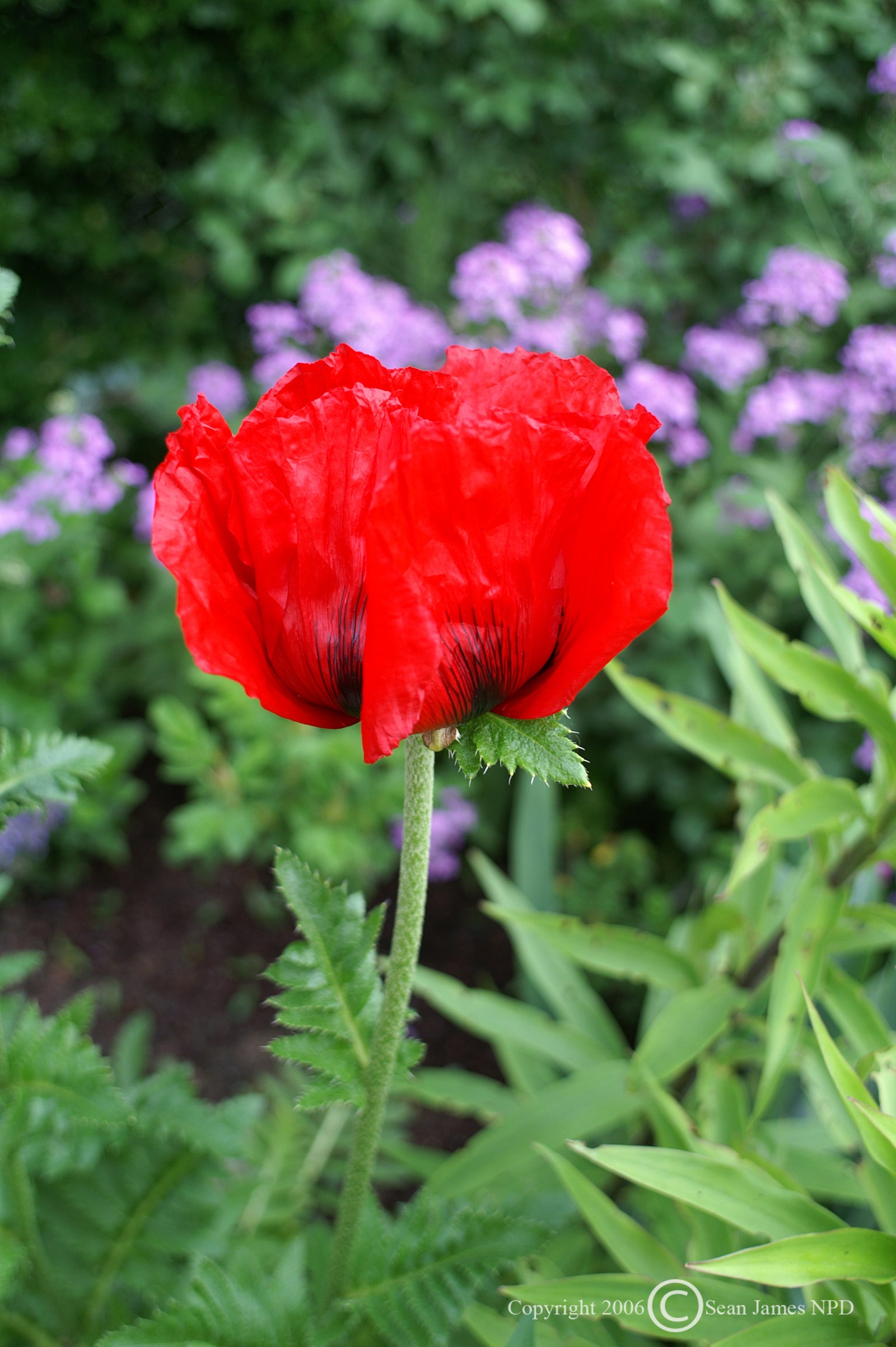 Papaver orientale Beauty of Livermere Oriental Poppy