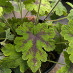 Tiarella x Fingerpaint PP28012 Fingerpaint Foamflower