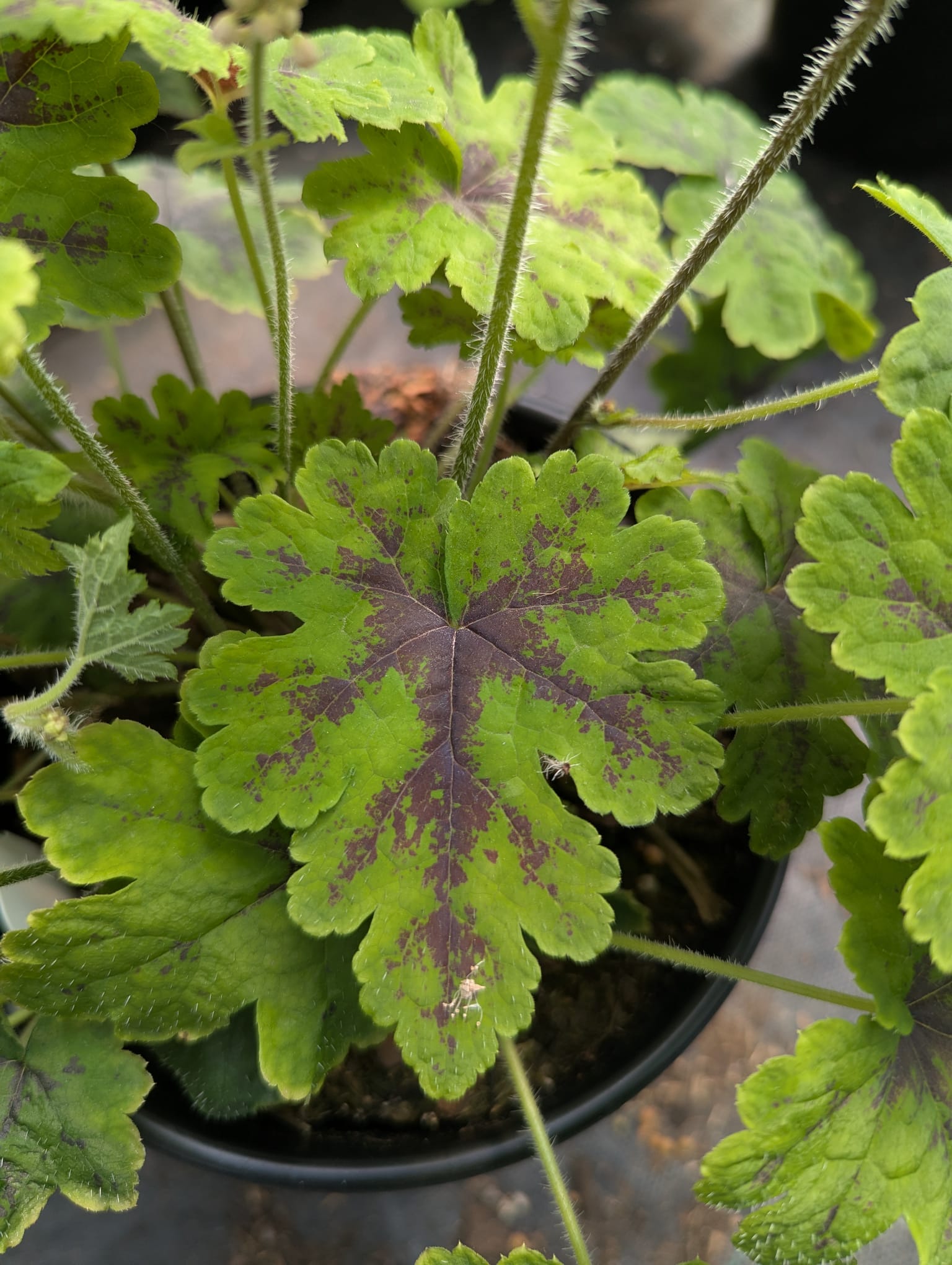 Tiarella x Fingerpaint PP28012 Fingerpaint Foamflower