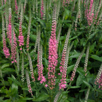 Veronica x Perfectly Picasso PP29720 Perfectly Picasso Spike Speedwell