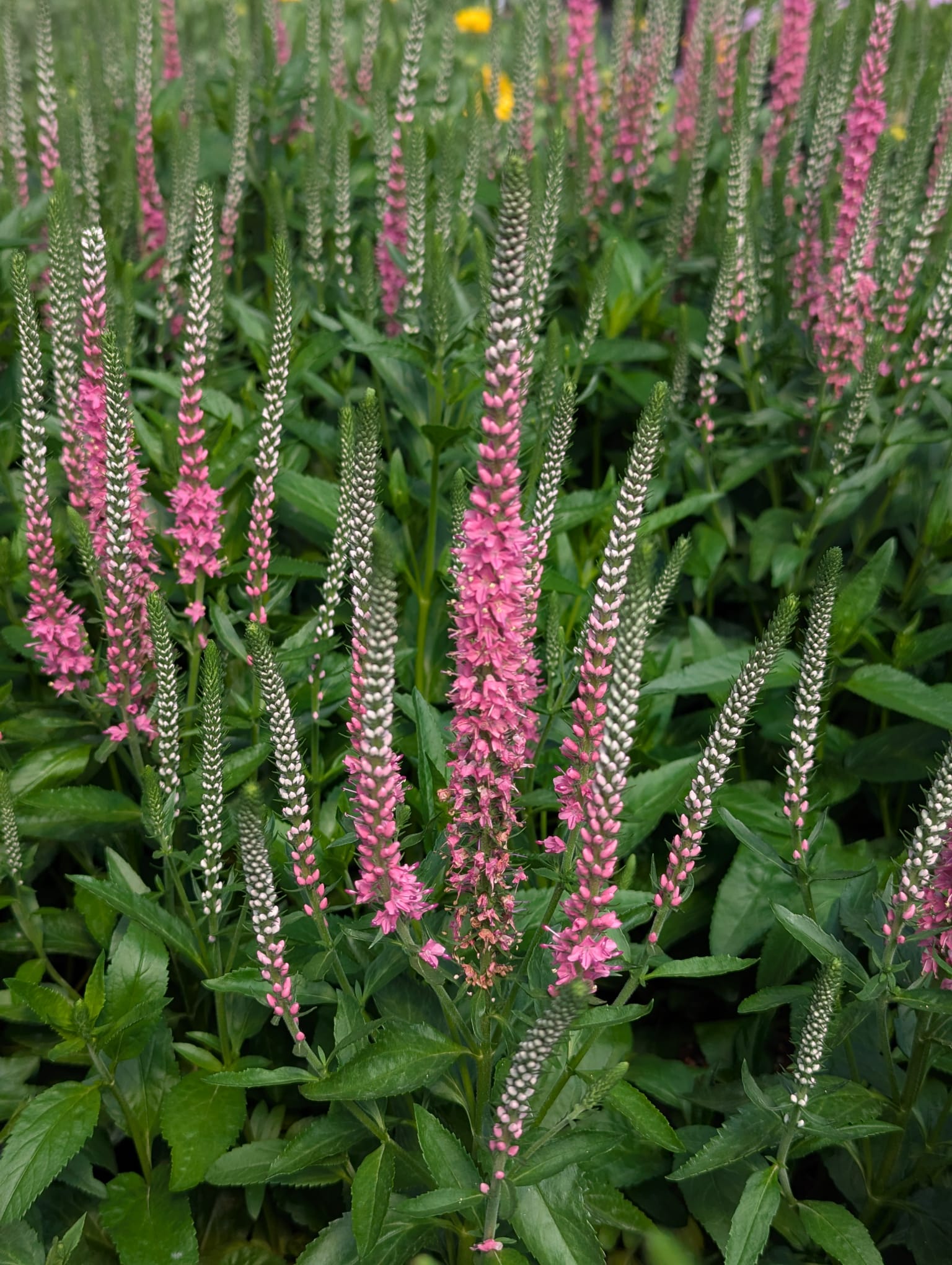 Veronica x Perfectly Picasso PP29720 Perfectly Picasso Spike Speedwell