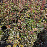 Astilbe chinensis Mighty Chocolate Cherry PP27676 Mighty Chocolate Cherry False Spiraea