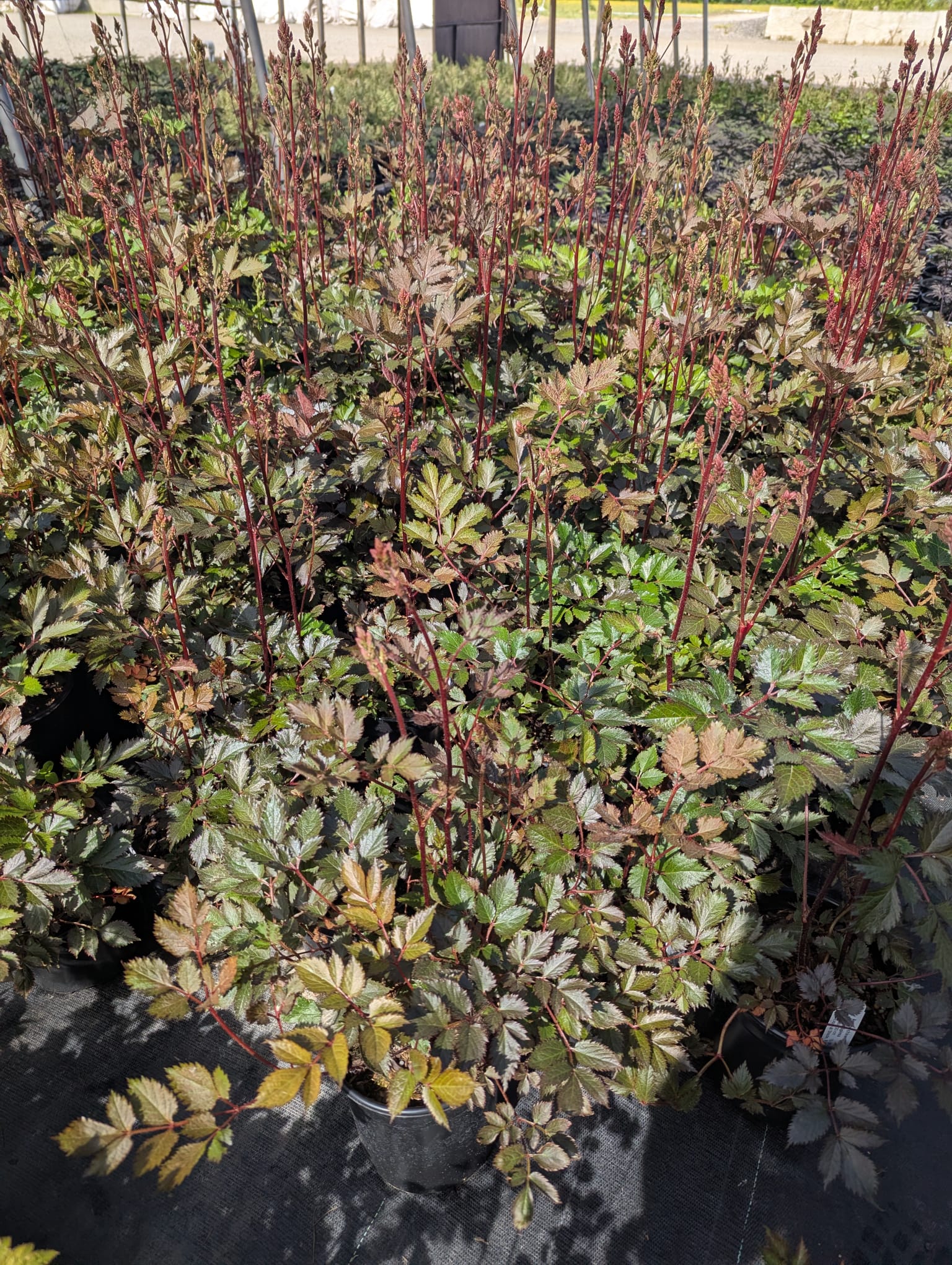 Astilbe chinensis Mighty Chocolate Cherry PP27676 Mighty Chocolate Cherry False Spiraea