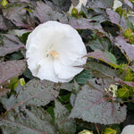 Hibiscus x Cookies and Cream PP35736 Cookies and Cream Rose Mallow