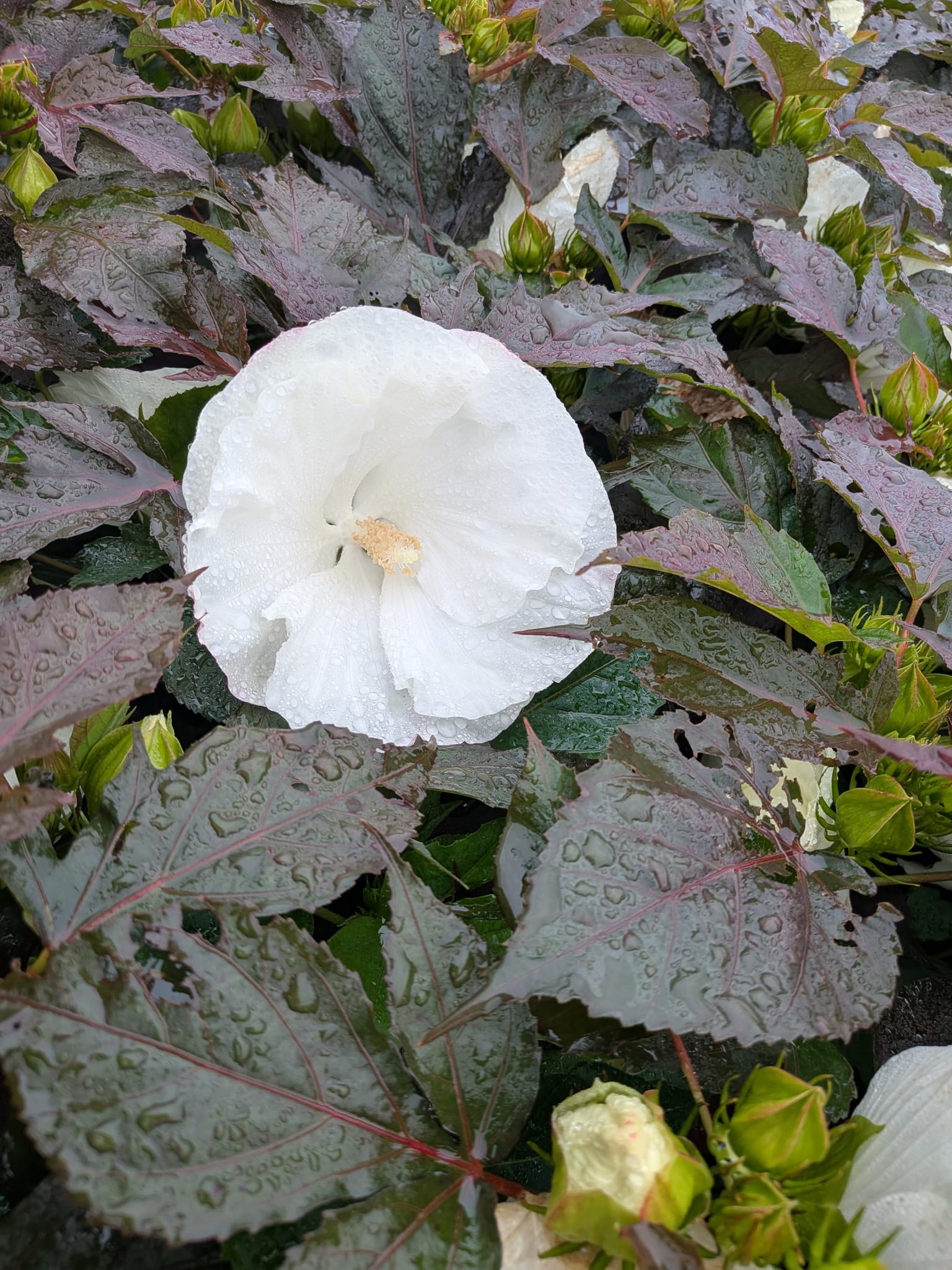 Hibiscus x Cookies and Cream PP35736 Cookies and Cream Rose Mallow