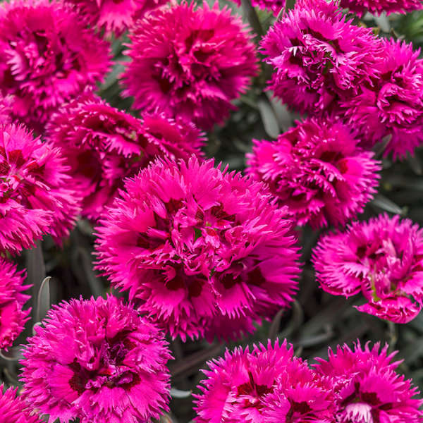 Dianthus x Spiked Punch PP28635 Spiked Punch Pinks