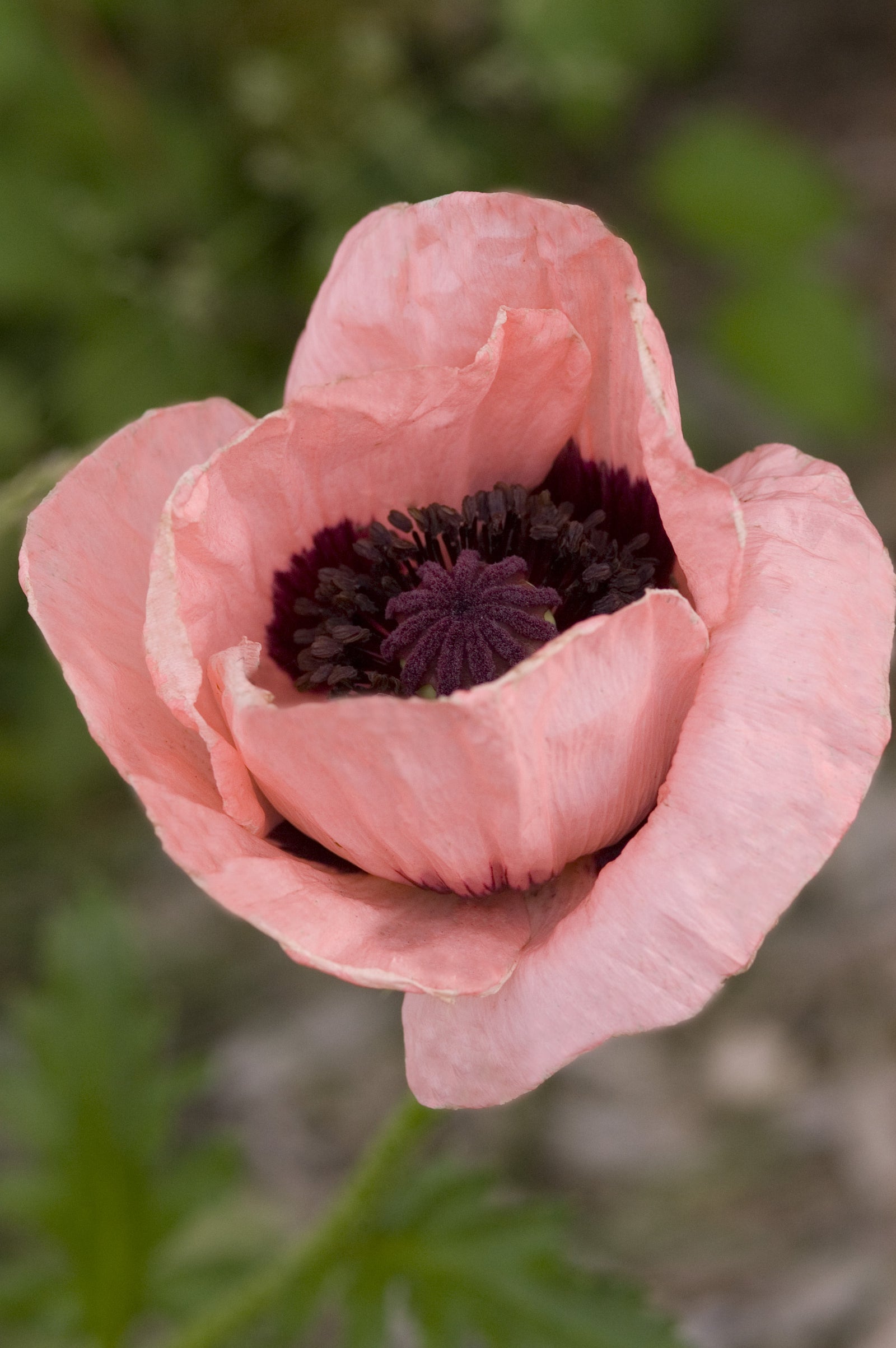 Papaver orientale Princess Victoria Louise Oriental Poppy