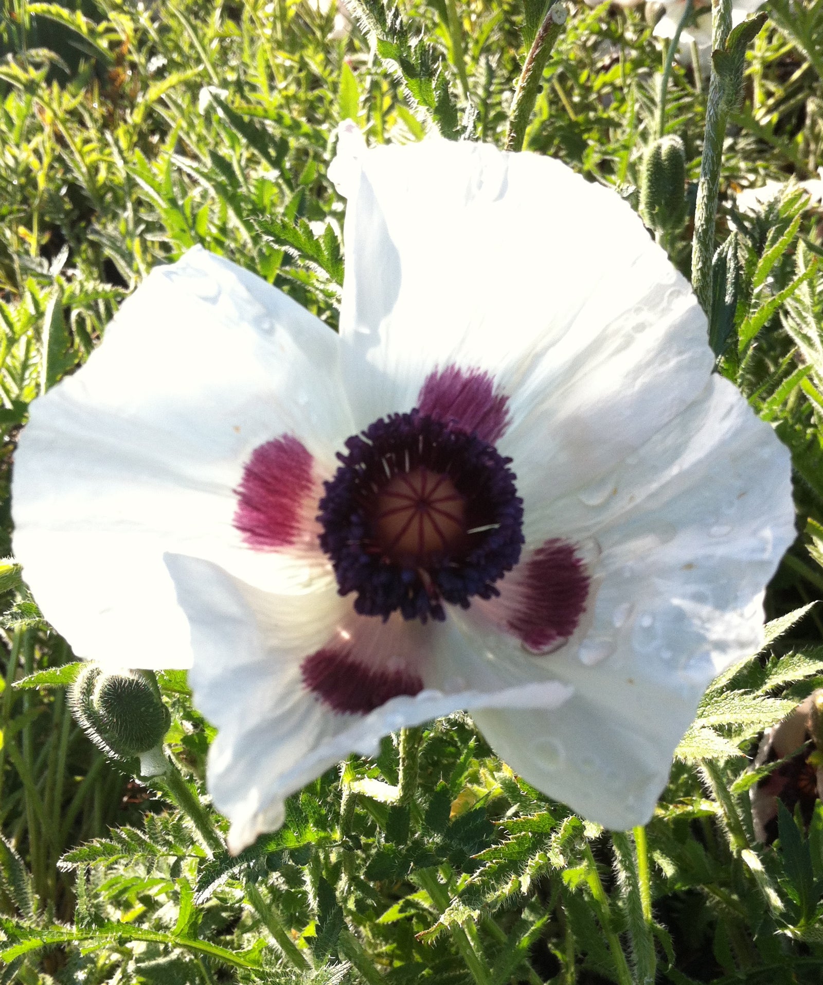 Papaver orientale Royal Wedding Oriental Poppy