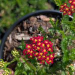 Achillea millefolium New Vintage Red New Vintage Red Yarrow