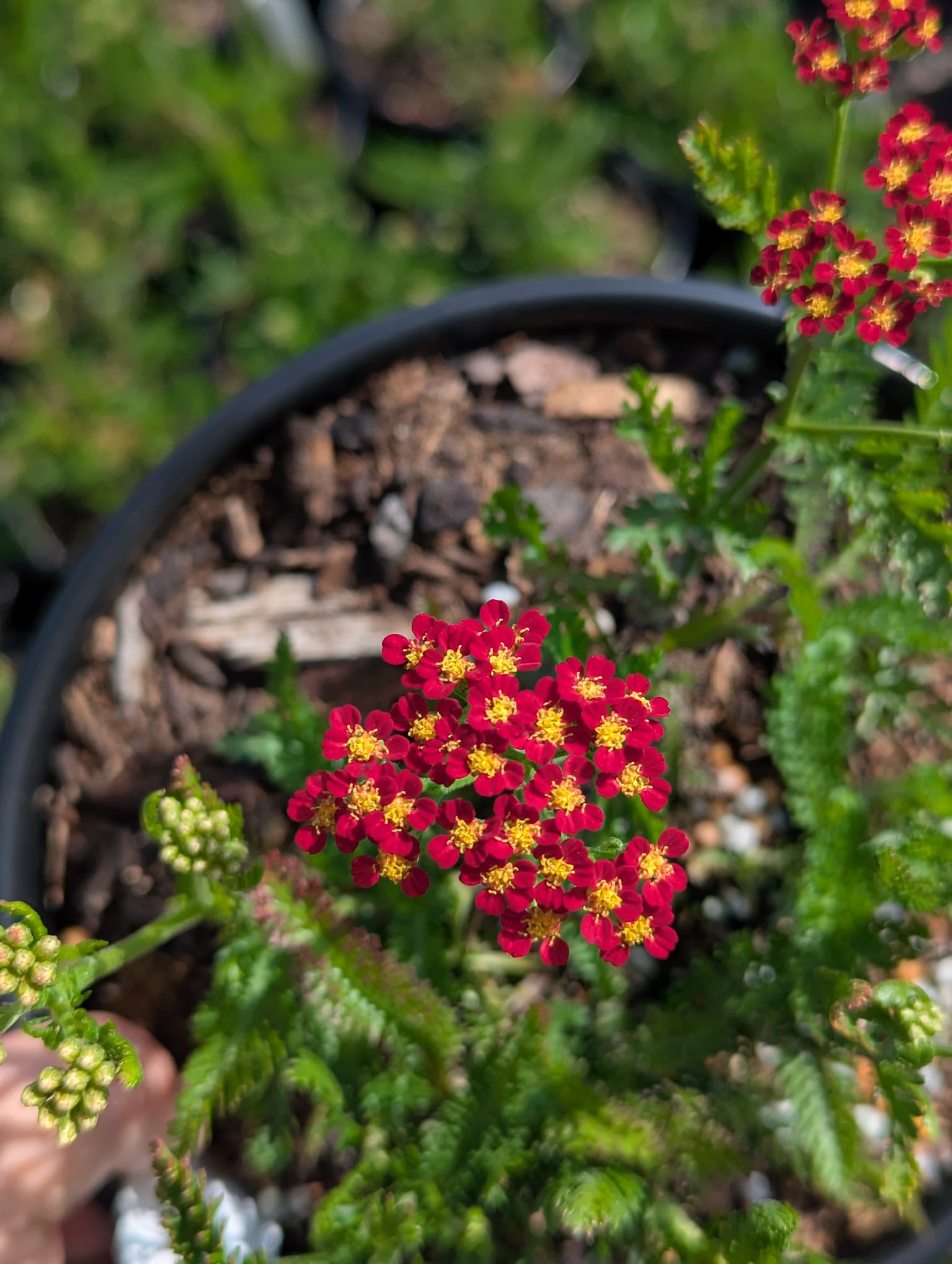 Achillea millefolium New Vintage Red New Vintage Red Yarrow