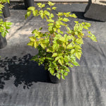 Astilbe x arendsii Color Flash Lime USPP17816 Color Flash Lime Garden Astilbe