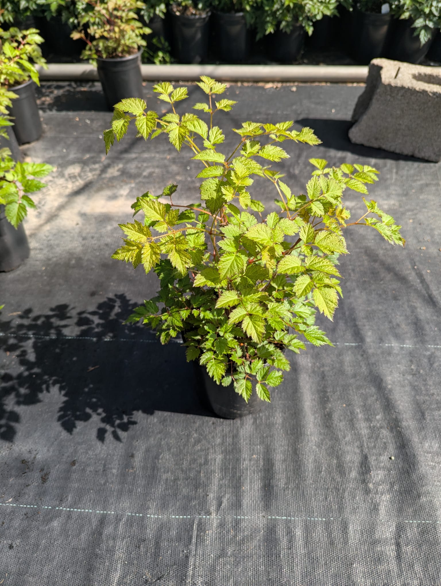 Astilbe x arendsii Color Flash Lime USPP17816 Color Flash Lime Garden Astilbe